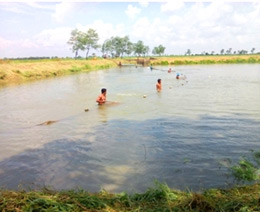 Local Workers are happily tried to catch the fishes with net