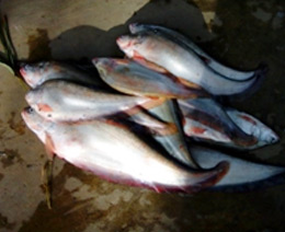 Rohu & Katla Fishes