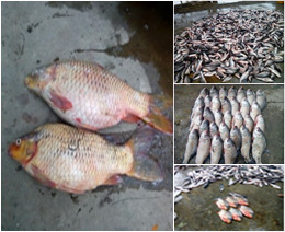 Rohu & Katla Fishes