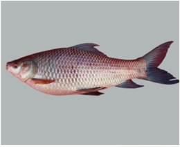 Rohu & Katla Fishes