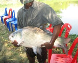 Rohu & Katla Fishes