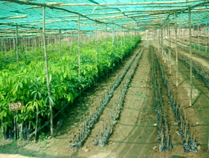 Rubber Nursery under the Shed