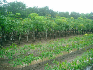 Different Age of Rubber Plants